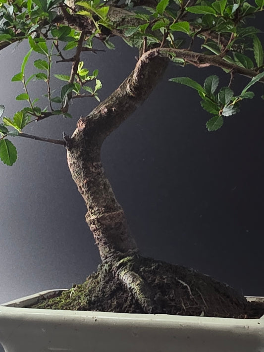 Close-up of the Chinese Elm's curving trunk and exposed roots in a cream rectangular bonsai pot.