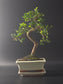 Three-quarter view of the Chinese Elm showing its dense small leaves above a cream rectangular pot.
