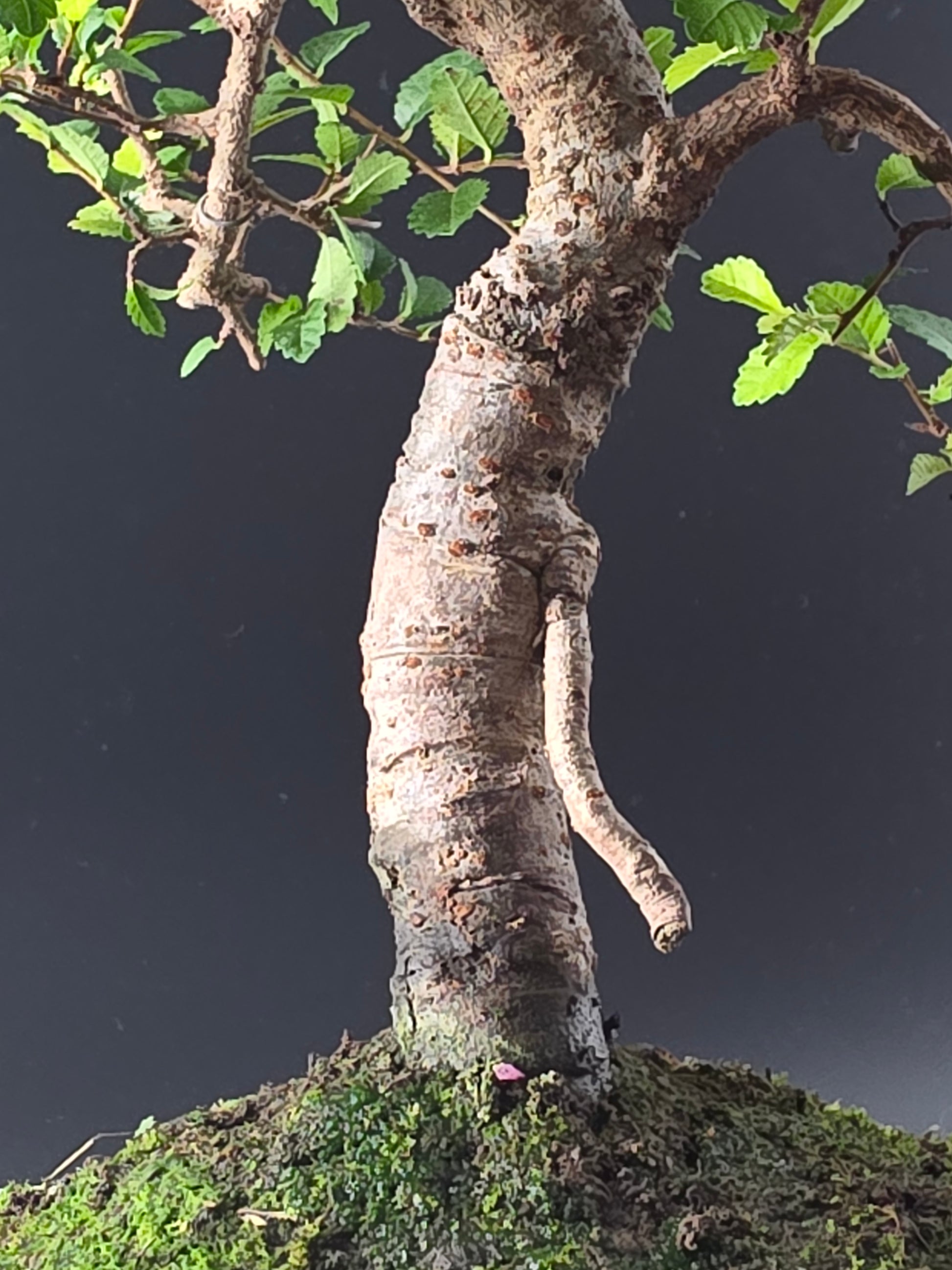 Close-up of the Chinese Elm's trunk and moss-covered soil surface in a cream rectangular pot.