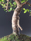 Close-up of the Chinese Elm's trunk and moss-covered soil surface in a cream rectangular pot.
