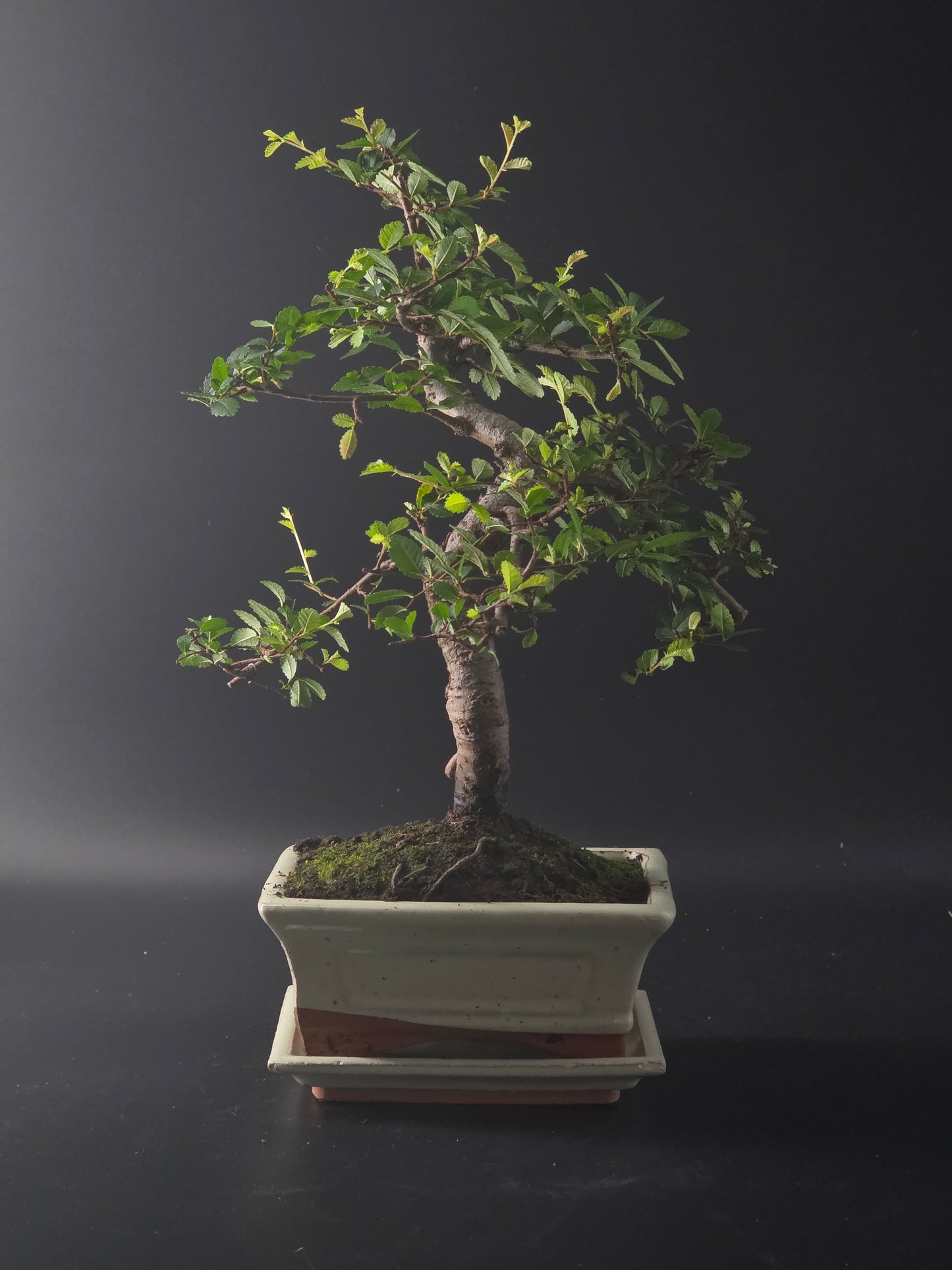 Three-quarter view of the Chinese Elm showing its dense small foliage and cream rectangular pot.