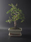 Three-quarter view of the Chinese Elm showing its dense small foliage and cream rectangular pot.