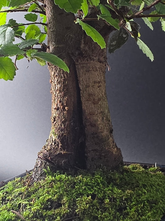 Close-up of the Chinese Elm's thick trunk and moss-covered roots above the pot.