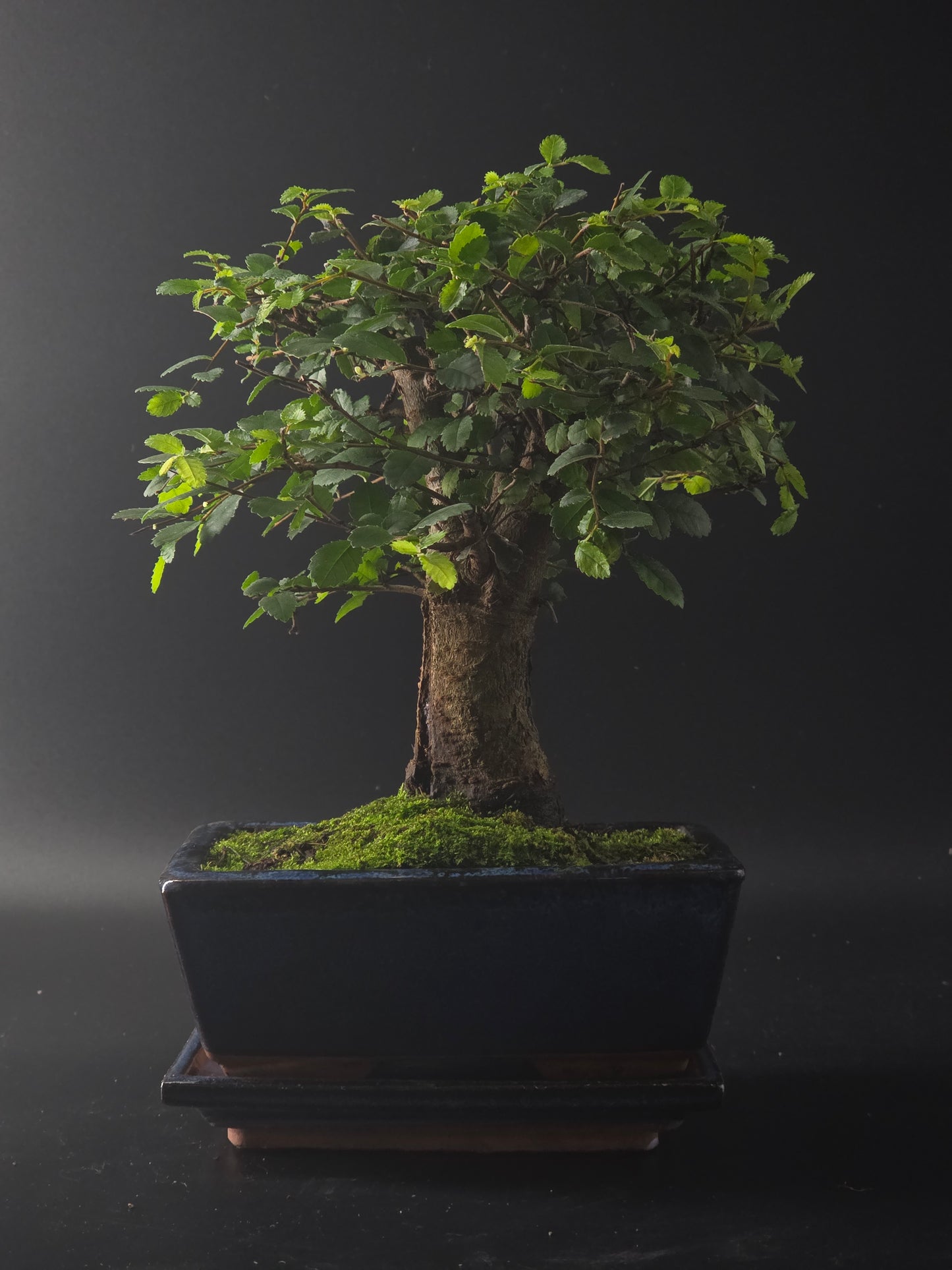 Three-quarter view of the Chinese Elm showing its rounded broom canopy above a dark rectangular pot.