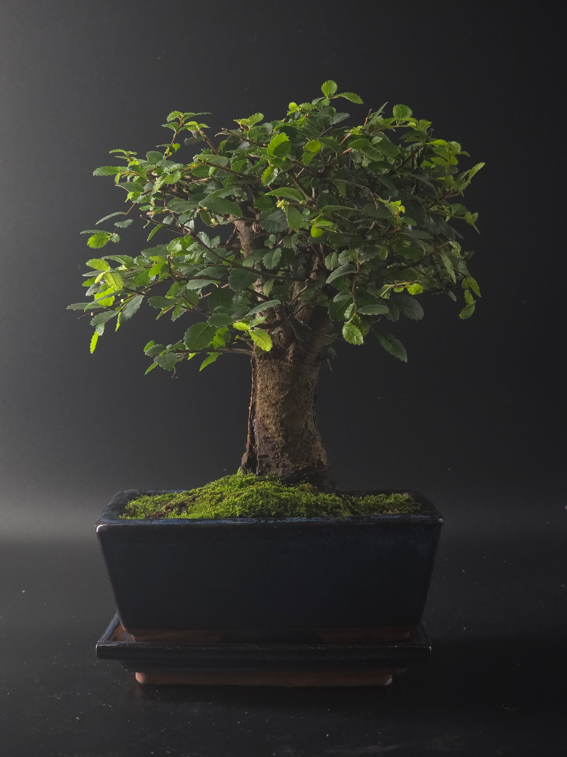 Three-quarter view of the Chinese Elm showing its rounded broom canopy above a dark rectangular pot.