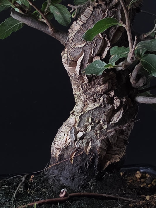 Close-up of the Cork Oak's thick, corky, deeply fissured trunk above dark soil.