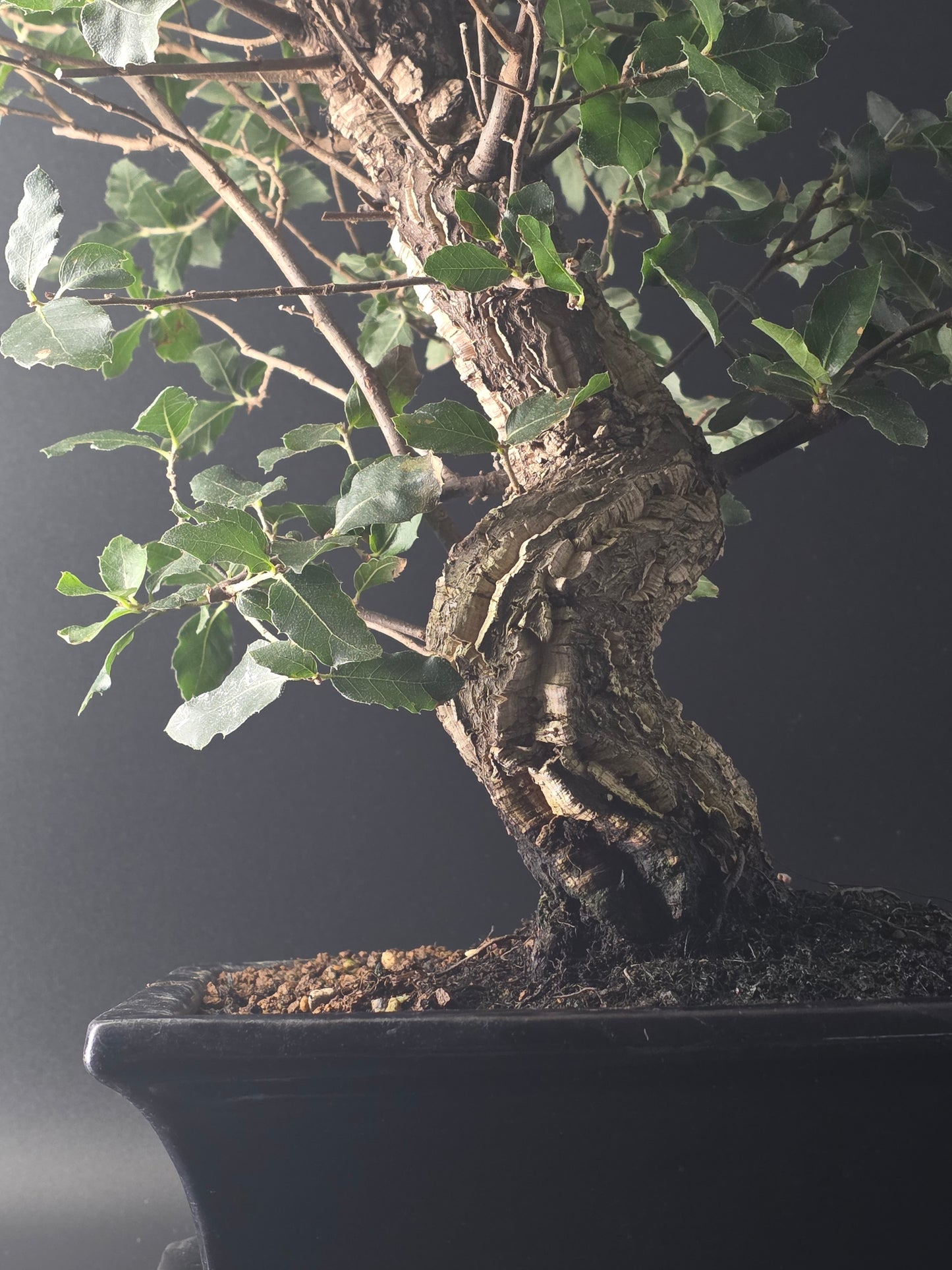 Close-up of the Cork Oak's corky trunk and branching structure.