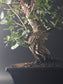 Close-up of the Cork Oak's corky trunk and branching structure.