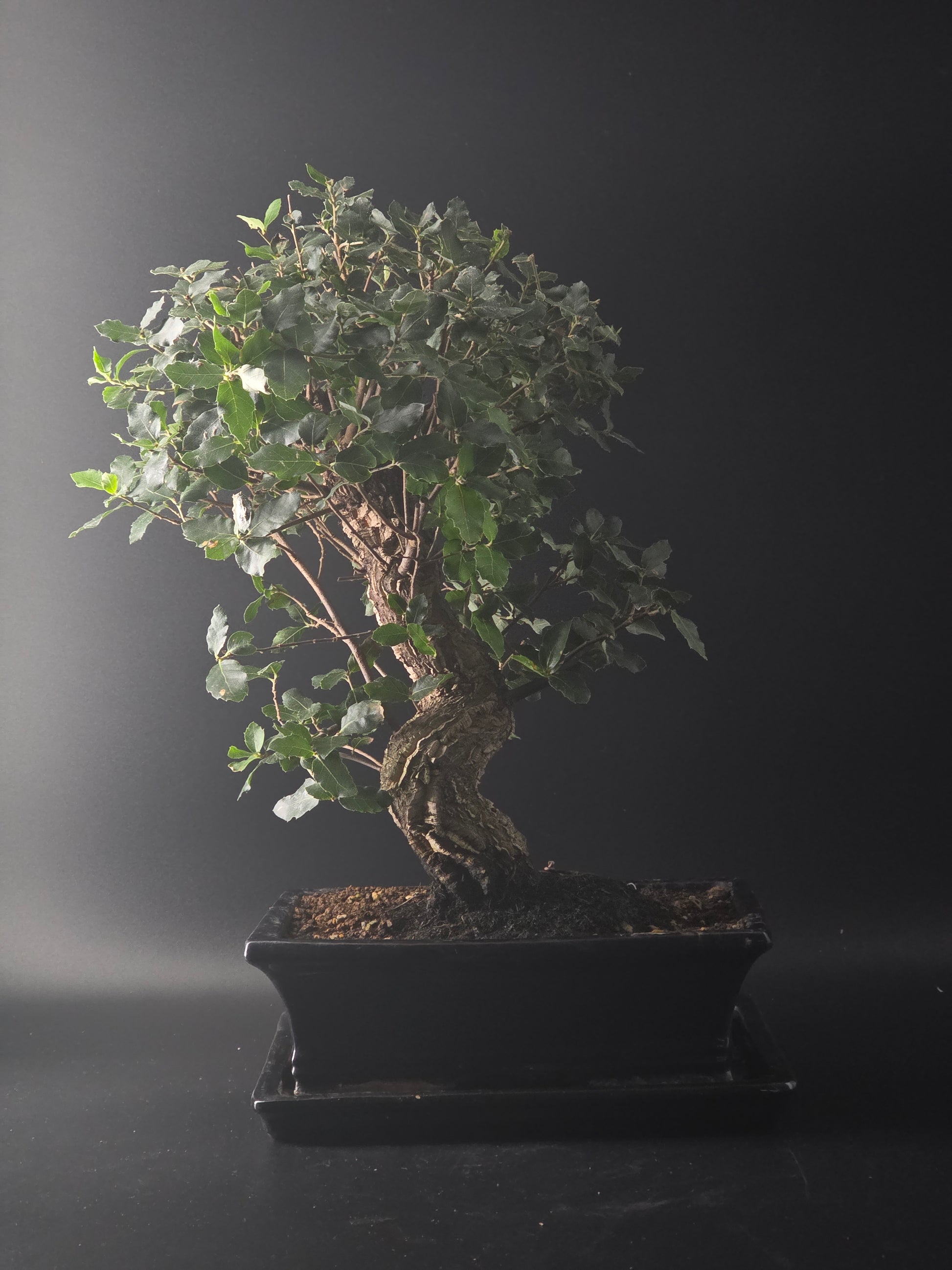 Full view of the Cork Oak showing its dense canopy and dark rectangular bonsai pot on a tray.