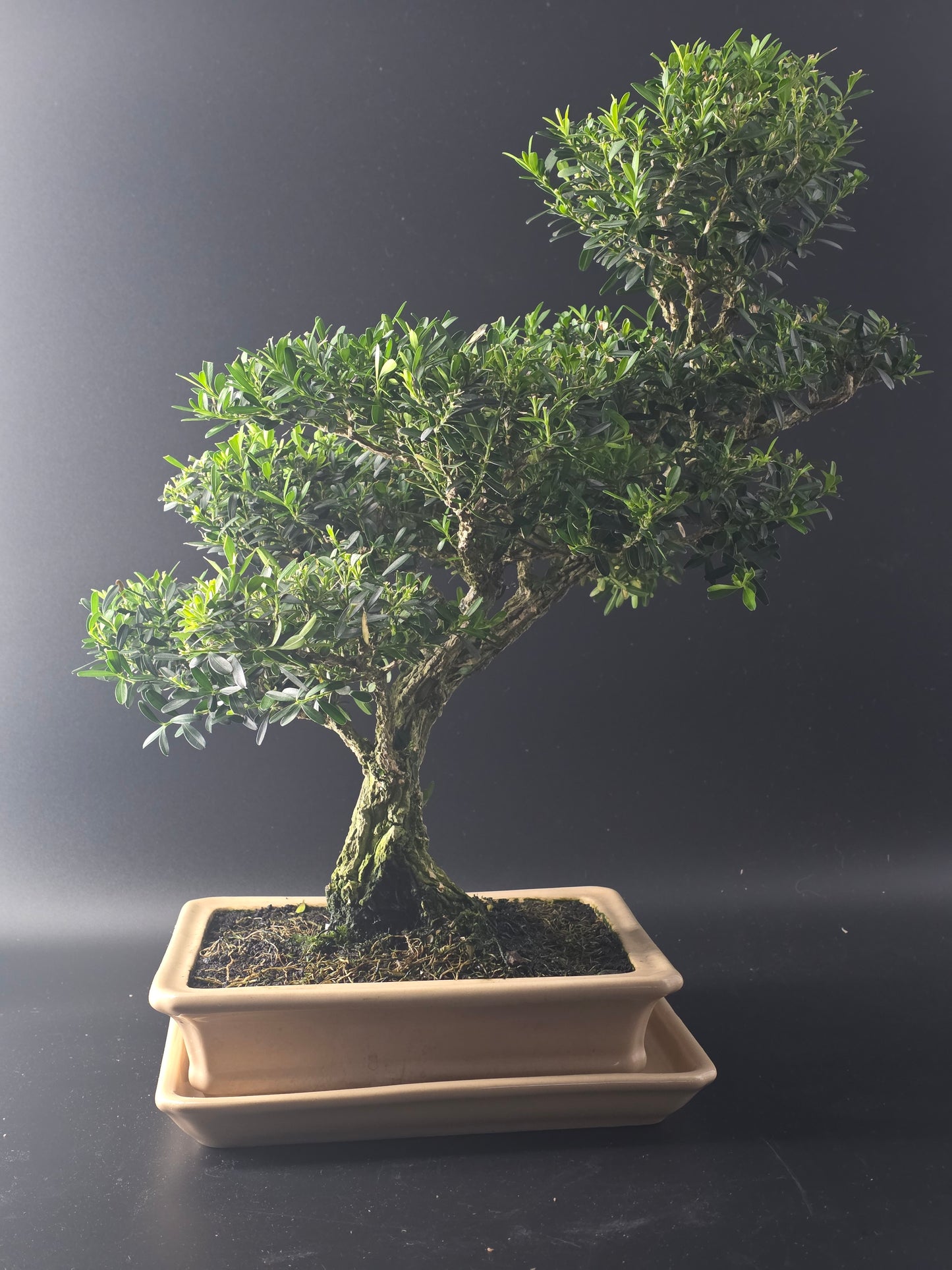 Front view of the Harland Boxwood showing its layered small leaves above a cream rectangular bonsai pot.