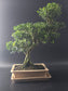 Front view of the Harland Boxwood showing its layered small leaves above a cream rectangular bonsai pot.