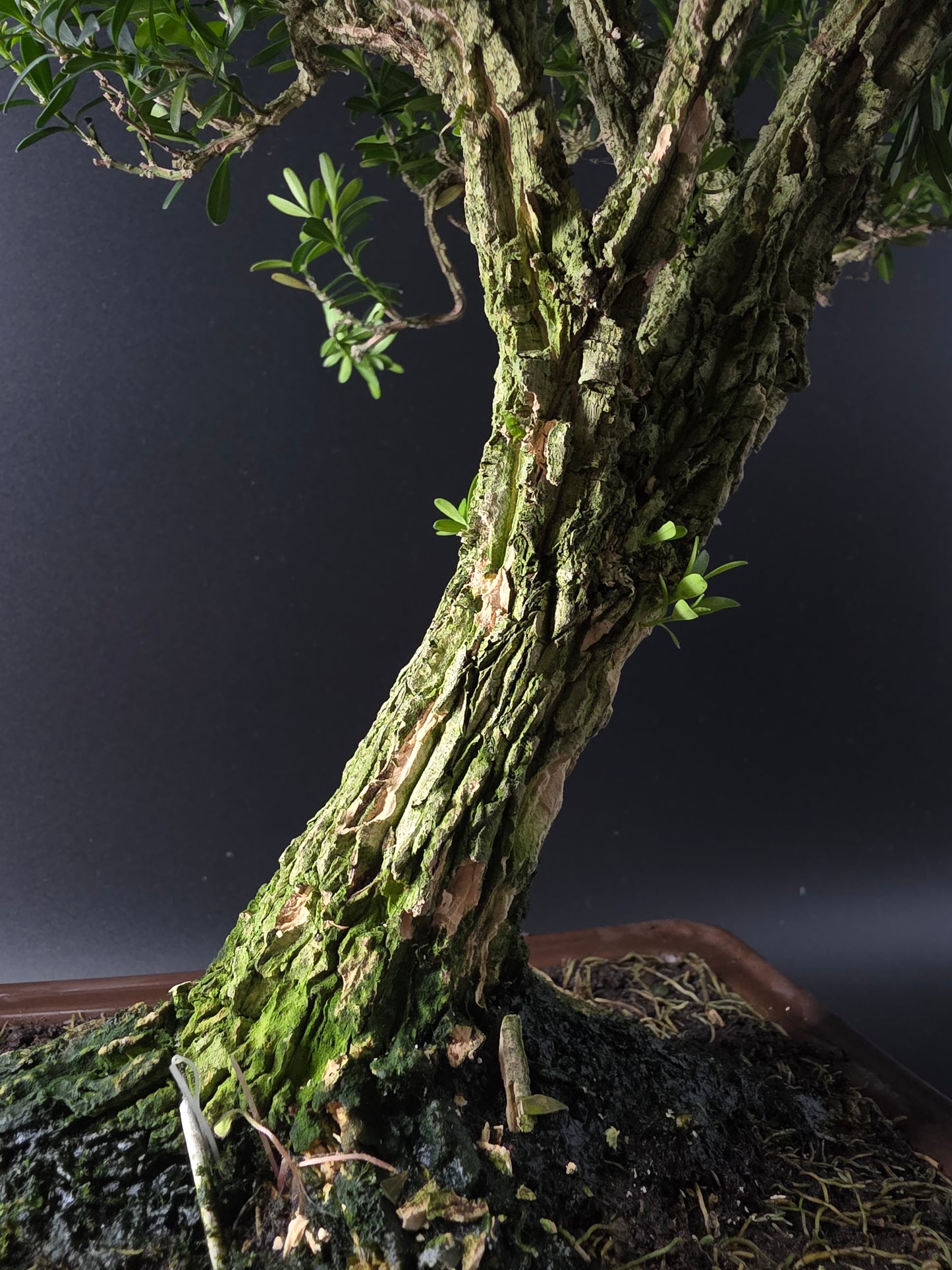 Close-up of the Harland Boxwood's gnarled, lichen-covered trunk above a brown rectangular bonsai pot.