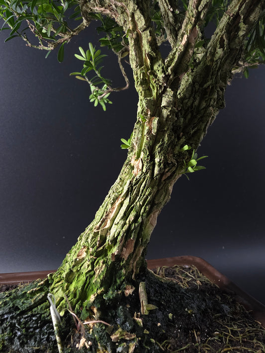Close-up of the Harland Boxwood's gnarled, lichen-covered trunk above a brown rectangular bonsai pot.