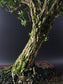 Close-up of the Harland Boxwood's gnarled, lichen-covered trunk above a brown rectangular bonsai pot.