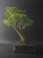 Three-quarter view of the Harland Boxwood showing its fine foliage and brown glazed rectangular pot.