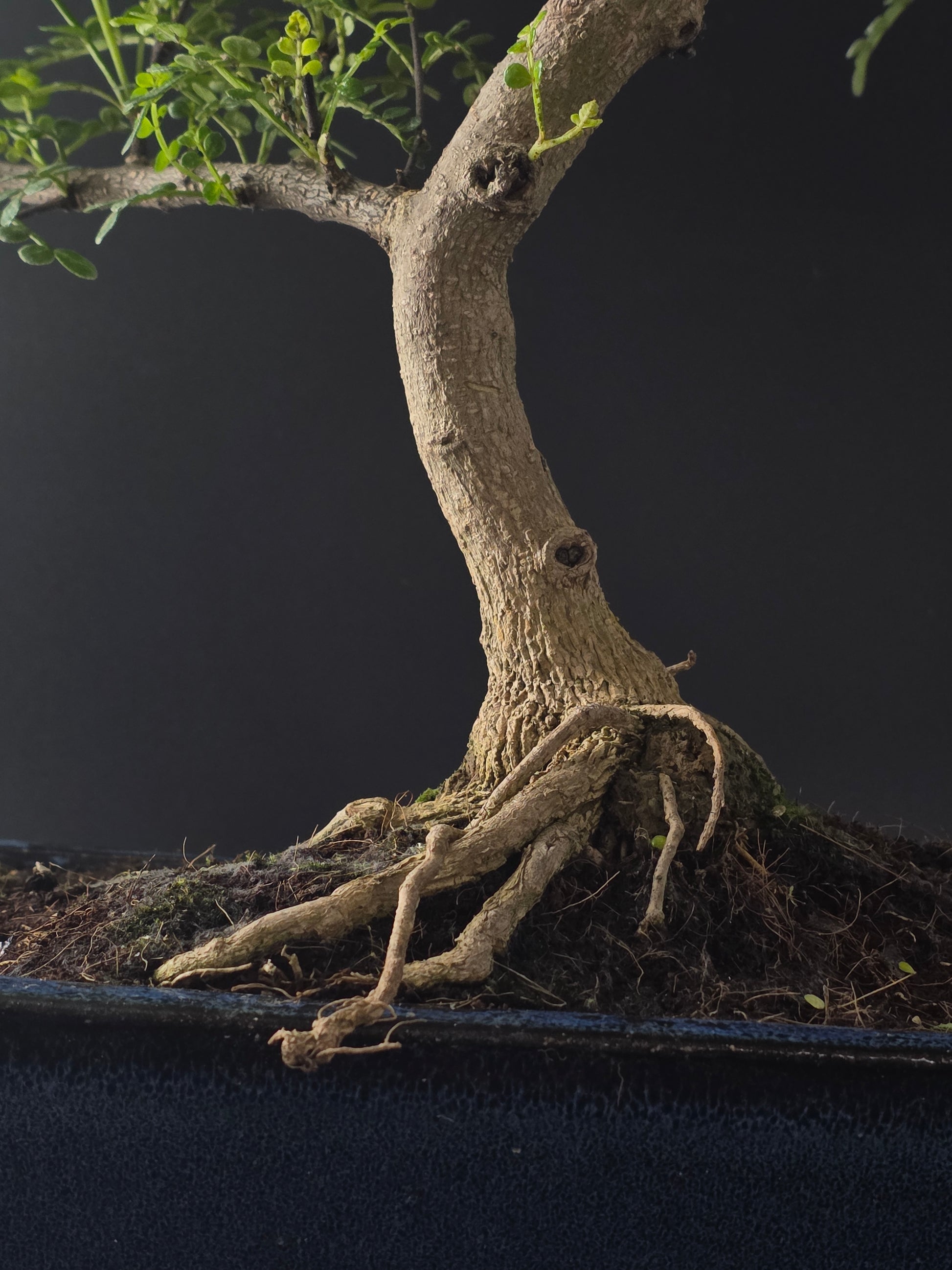 Close-up of the Chinese Pepper's exposed surface roots and trunk base in a blue rectangular pot.
