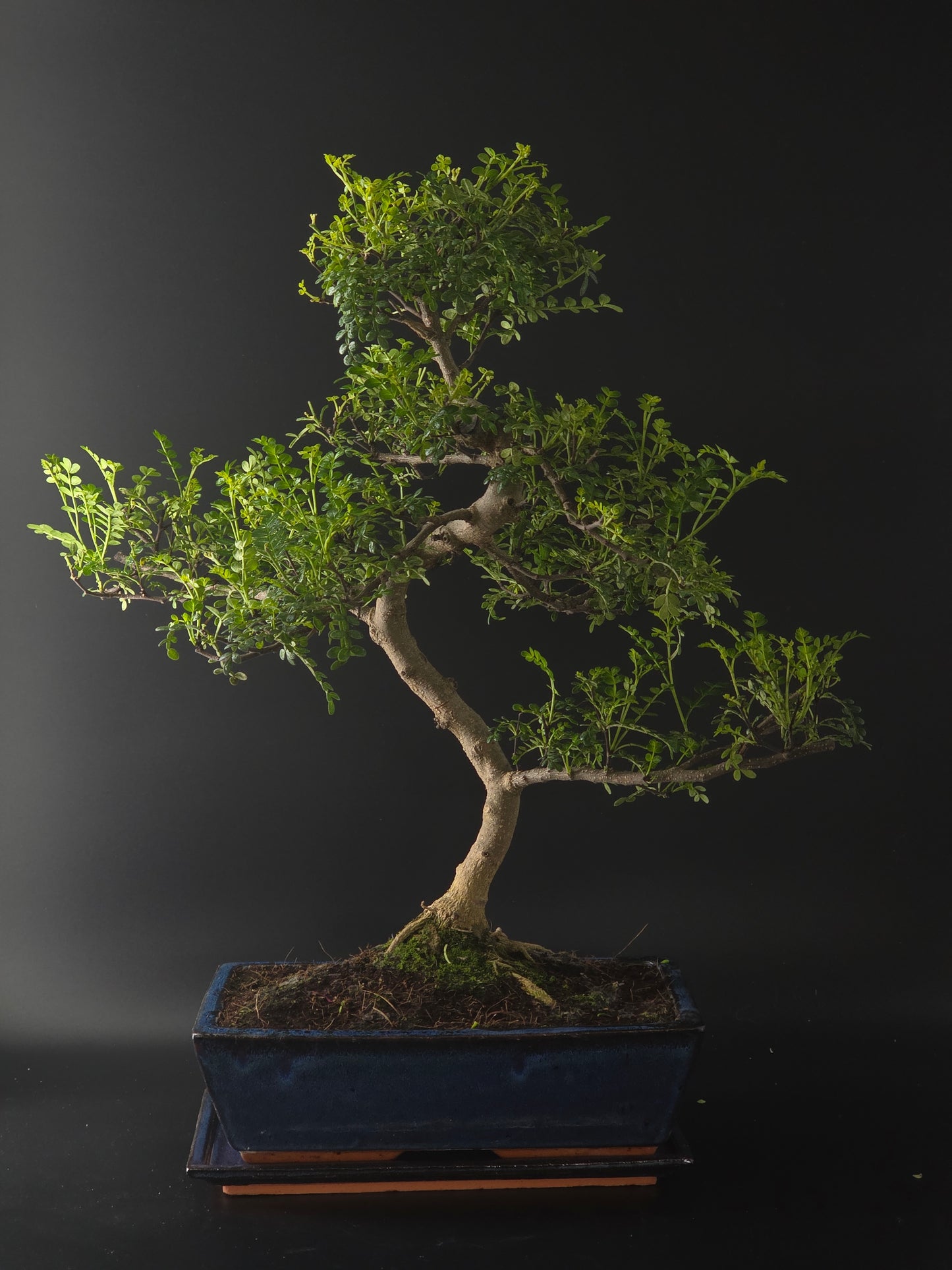 Three-quarter view of the Chinese Pepper showing its fine branching and blue rectangular pot on a tray.