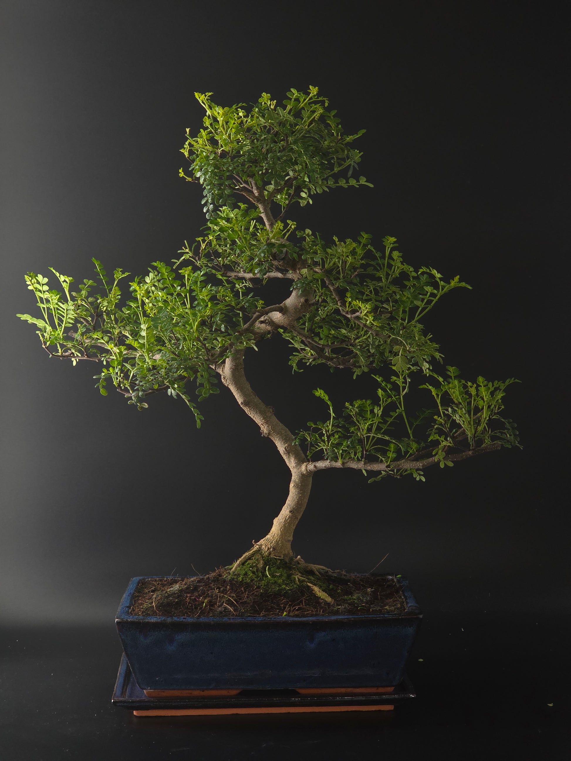 Three-quarter view of the Chinese Pepper showing its fine branching and blue rectangular pot on a tray.
