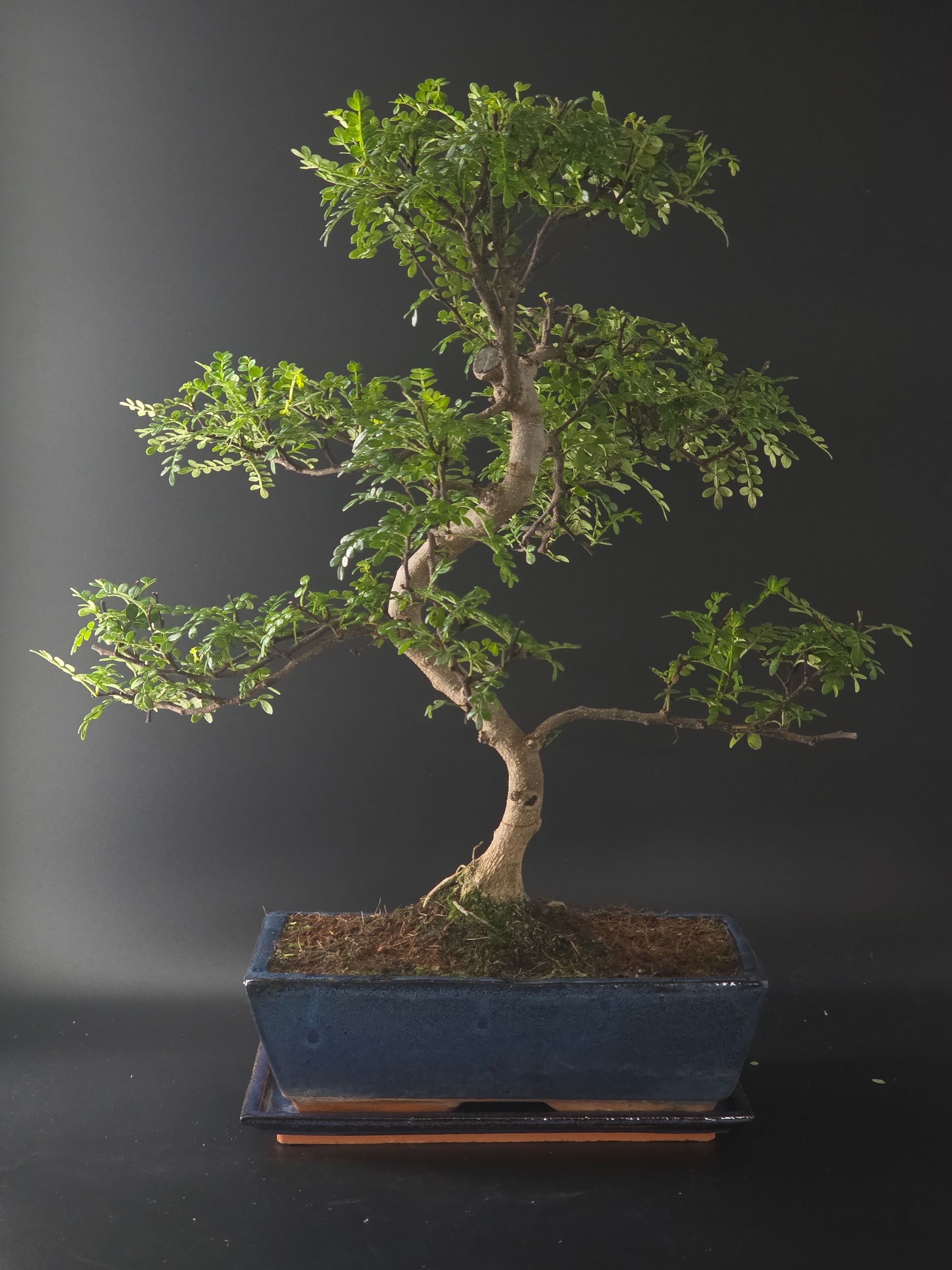 Three-quarter view of the Chinese Pepper showing its fine branching and blue rectangular pot.