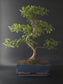 Three-quarter view of the Chinese Pepper showing its fine branching and blue rectangular pot.