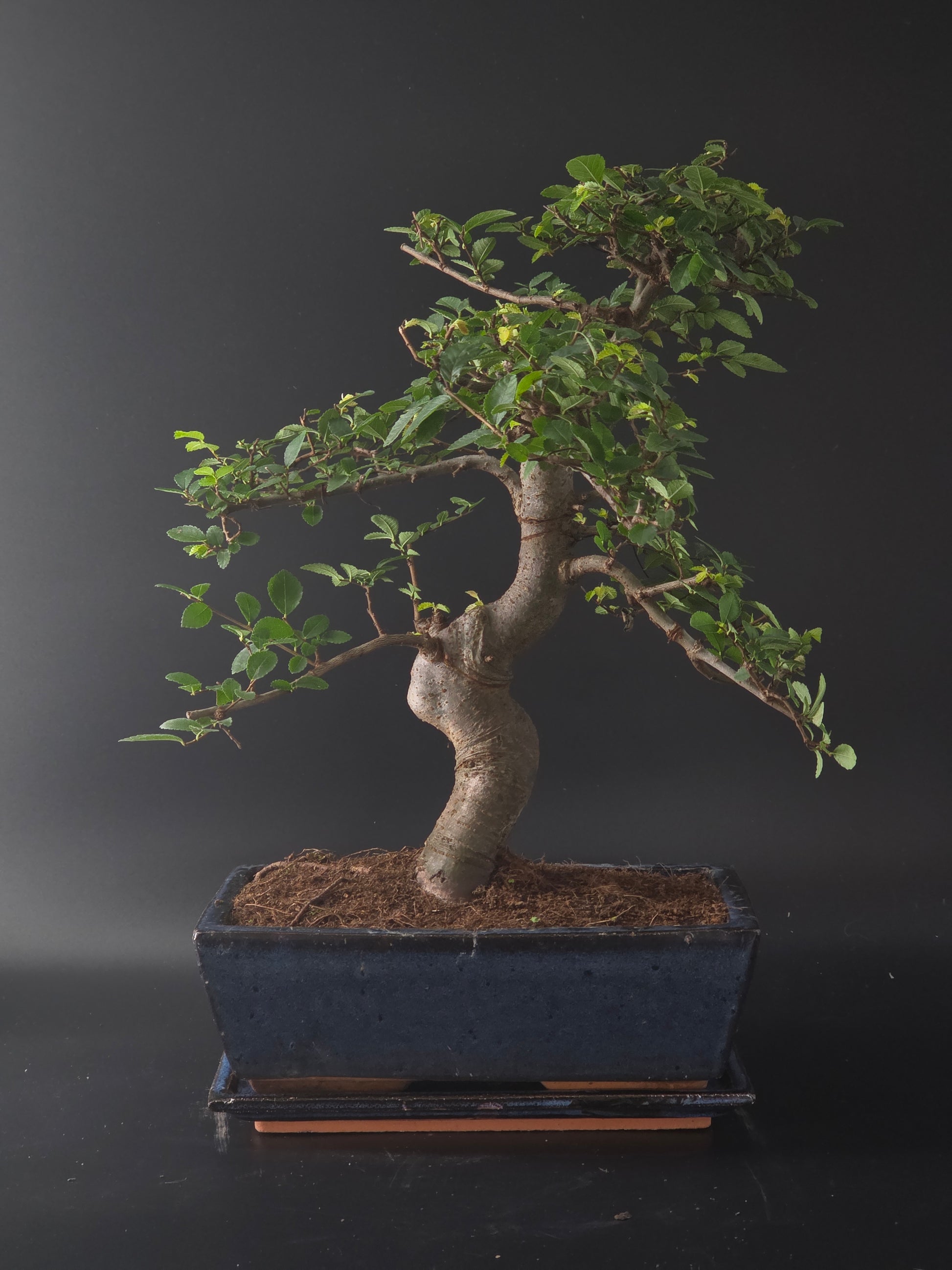 Three-quarter view of the Chinese Elm showing its fine branching and dark rectangular pot on a wooden tray.