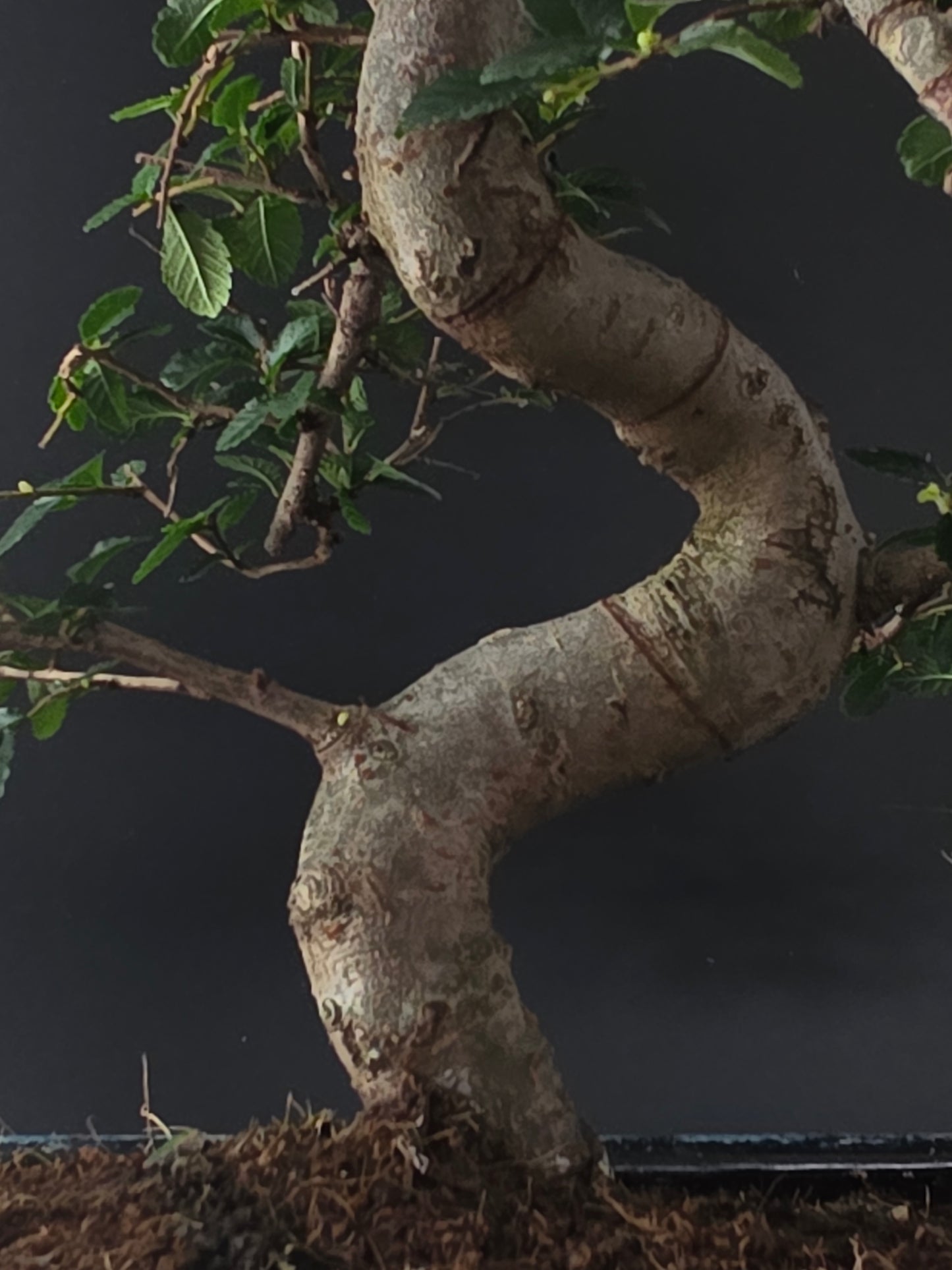 Close-up of the Chinese Elm's thick, sinuously curving trunk above a mossy soil surface.
