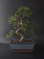 Three-quarter view of the Chinese Elm showing its fine branching and pale blue rectangular pot on a tray.