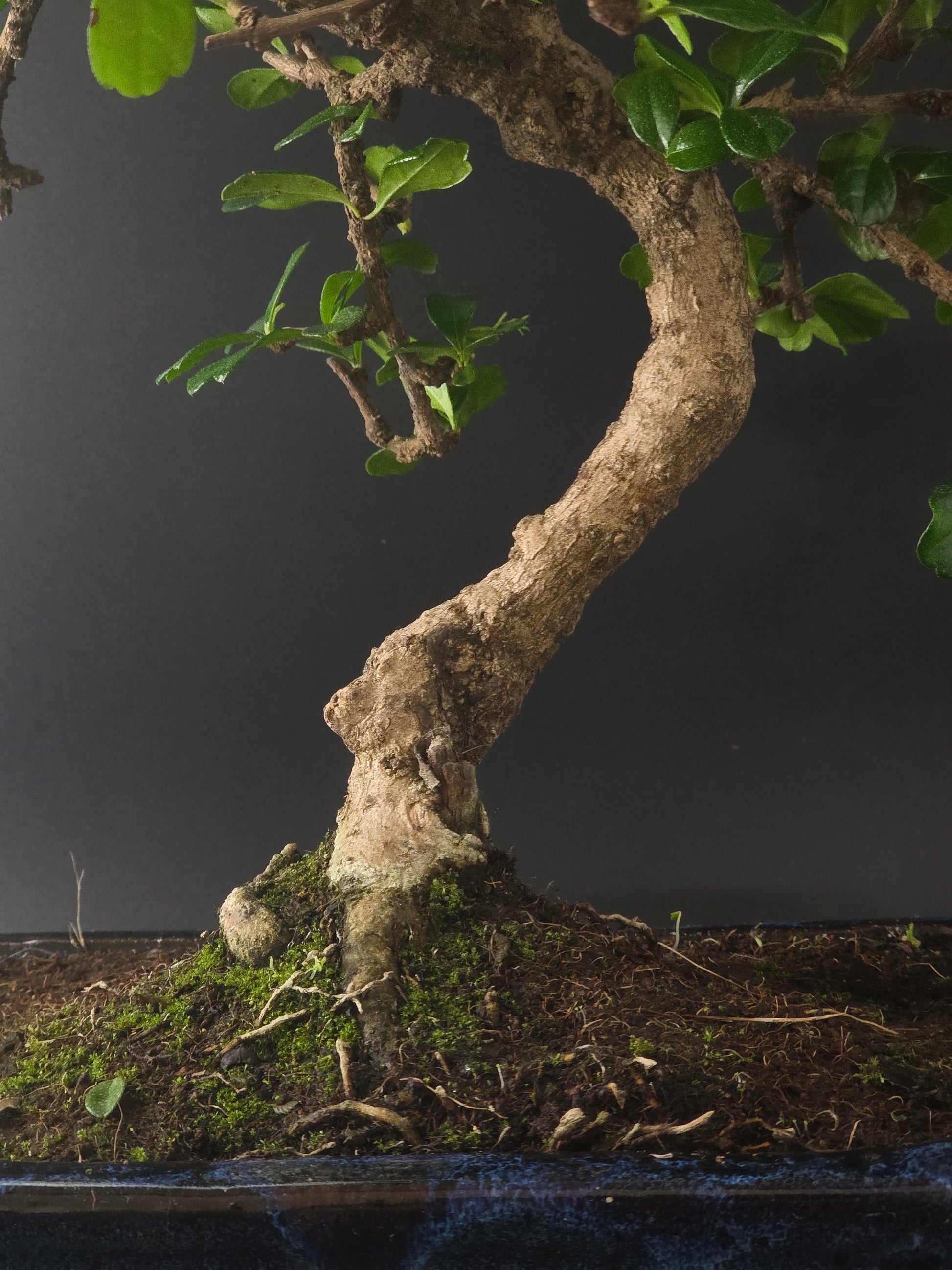 Close-up of the Fukien Tea's thick flared trunk base in a dark blue rectangular glazed pot.