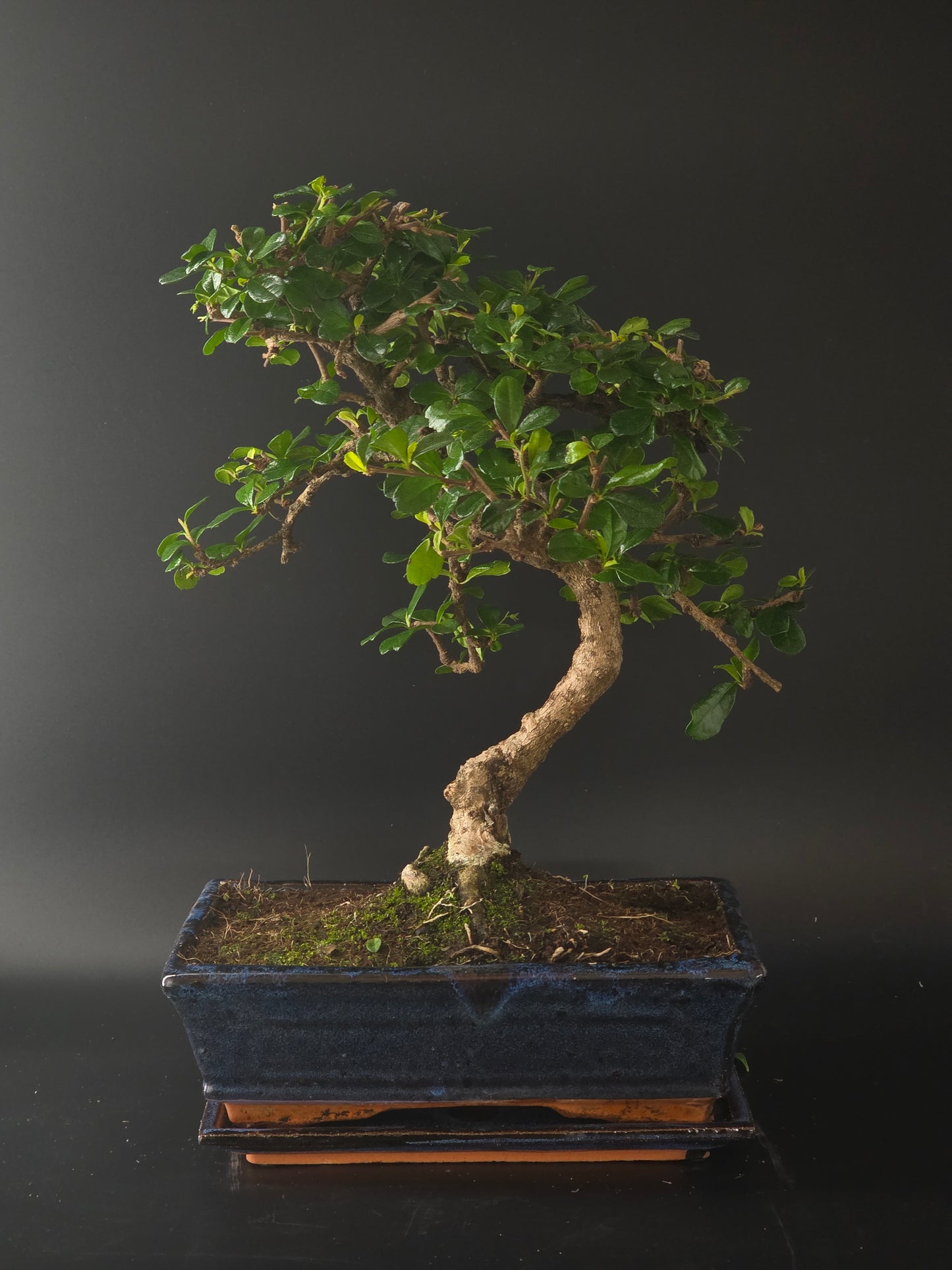 Three-quarter view of the Fukien Tea showing its dense, twiggy canopy and dark blue rectangular pot.