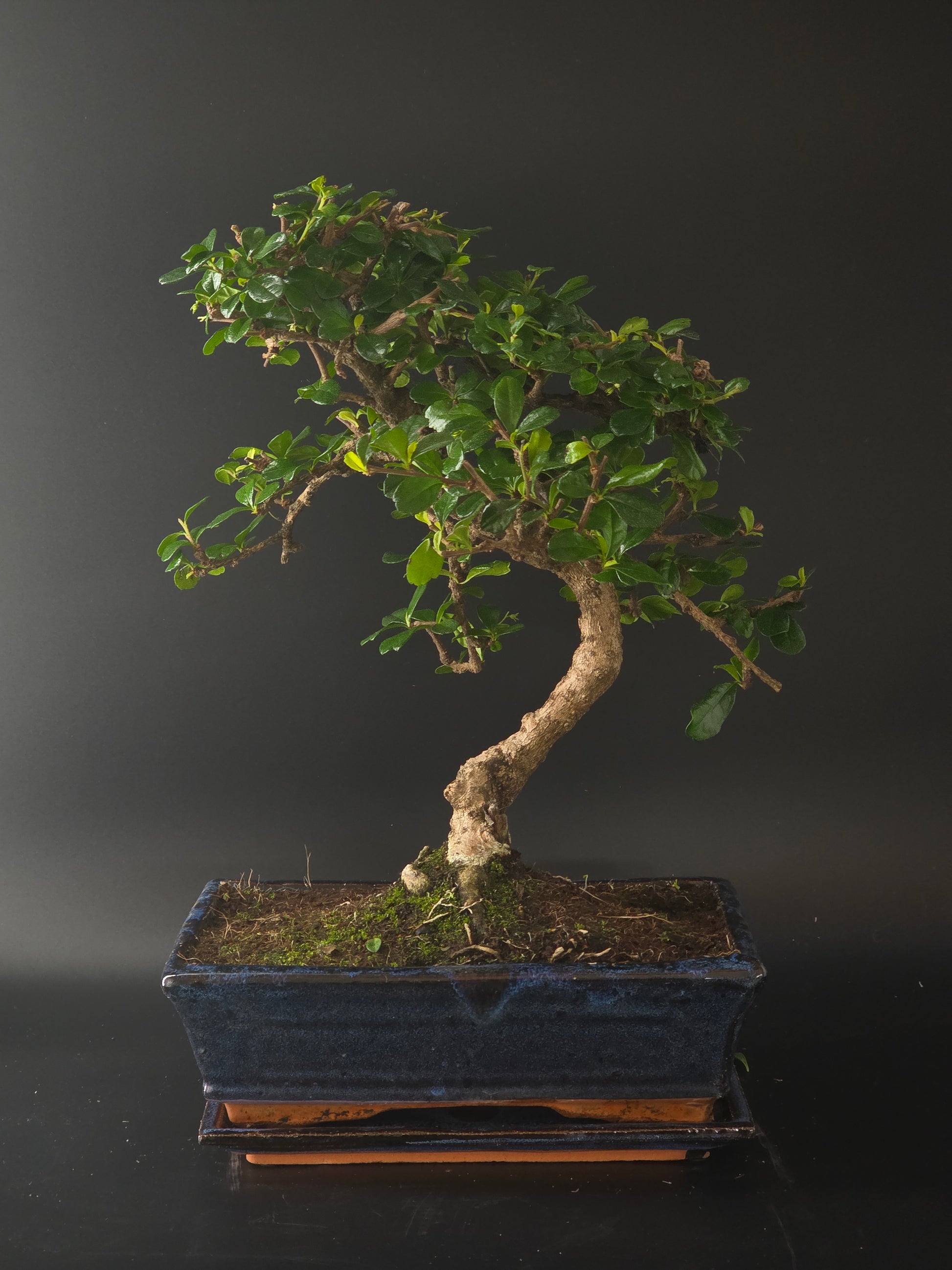 Three-quarter view of the Fukien Tea showing its dense, twiggy canopy and dark blue rectangular pot.