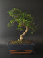 Three-quarter view of the Fukien Tea showing its dense, twiggy canopy and dark blue rectangular pot.