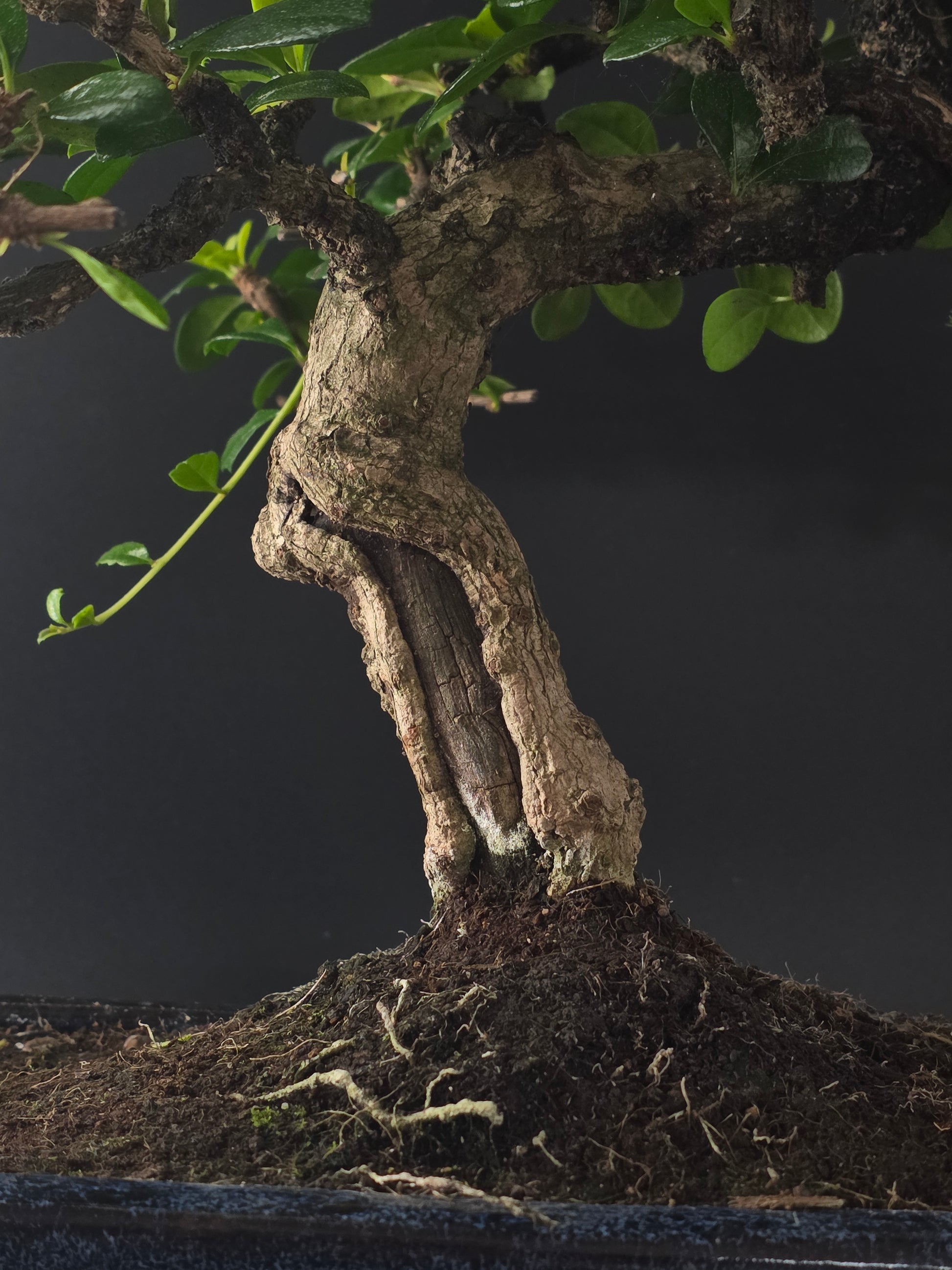 Close-up of the Fukien Tea's thick, twisted trunk and exposed roots above the soil.