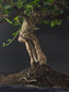 Close-up of the Fukien Tea's thick, twisted trunk and exposed roots above the soil.