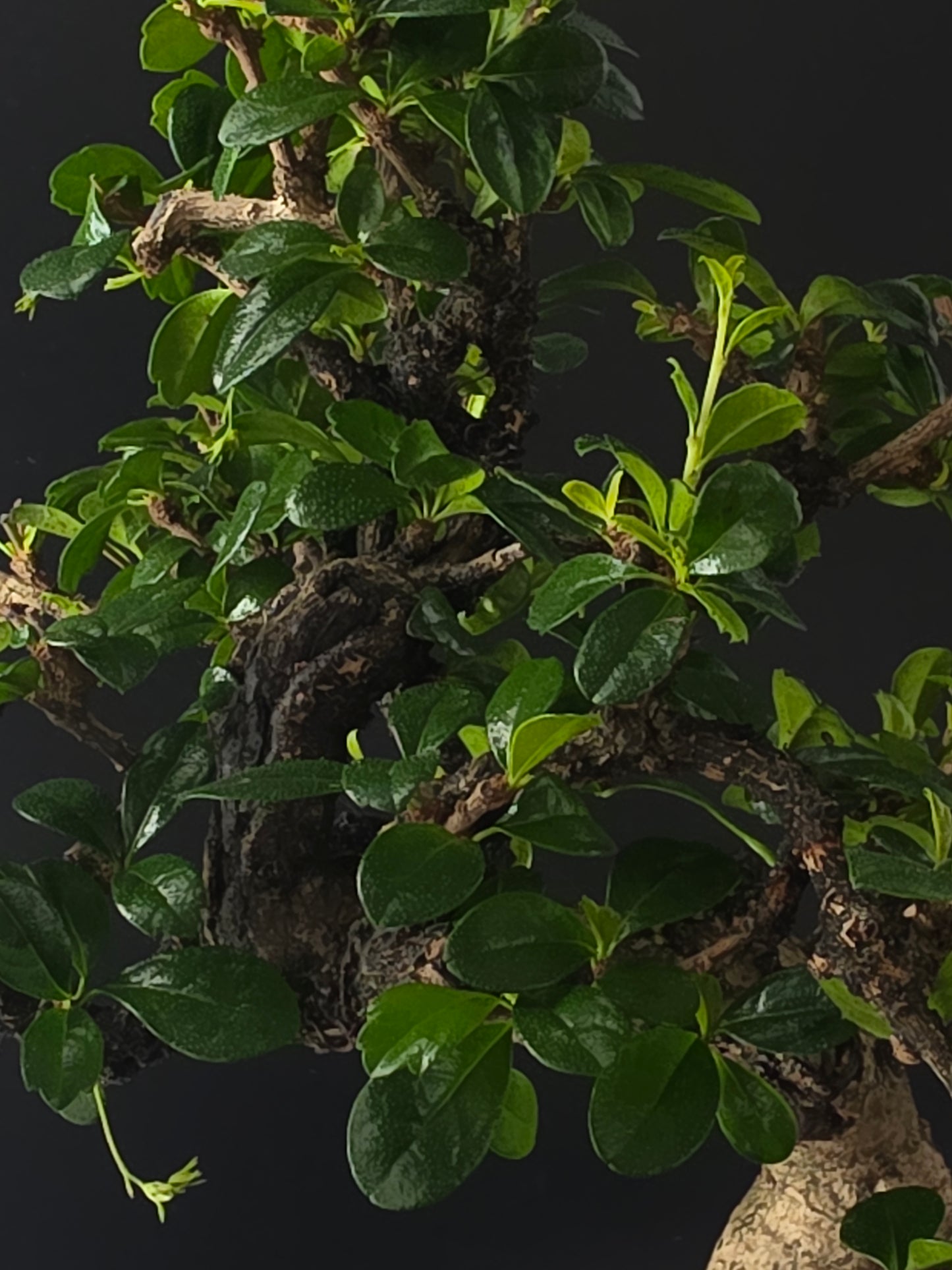 Close-up of the Fukien Tea's glossy rounded leaves and fine branching.