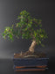 Three-quarter view of the Fukien Tea showing its twiggy canopy and dark blue rectangular glazed pot.