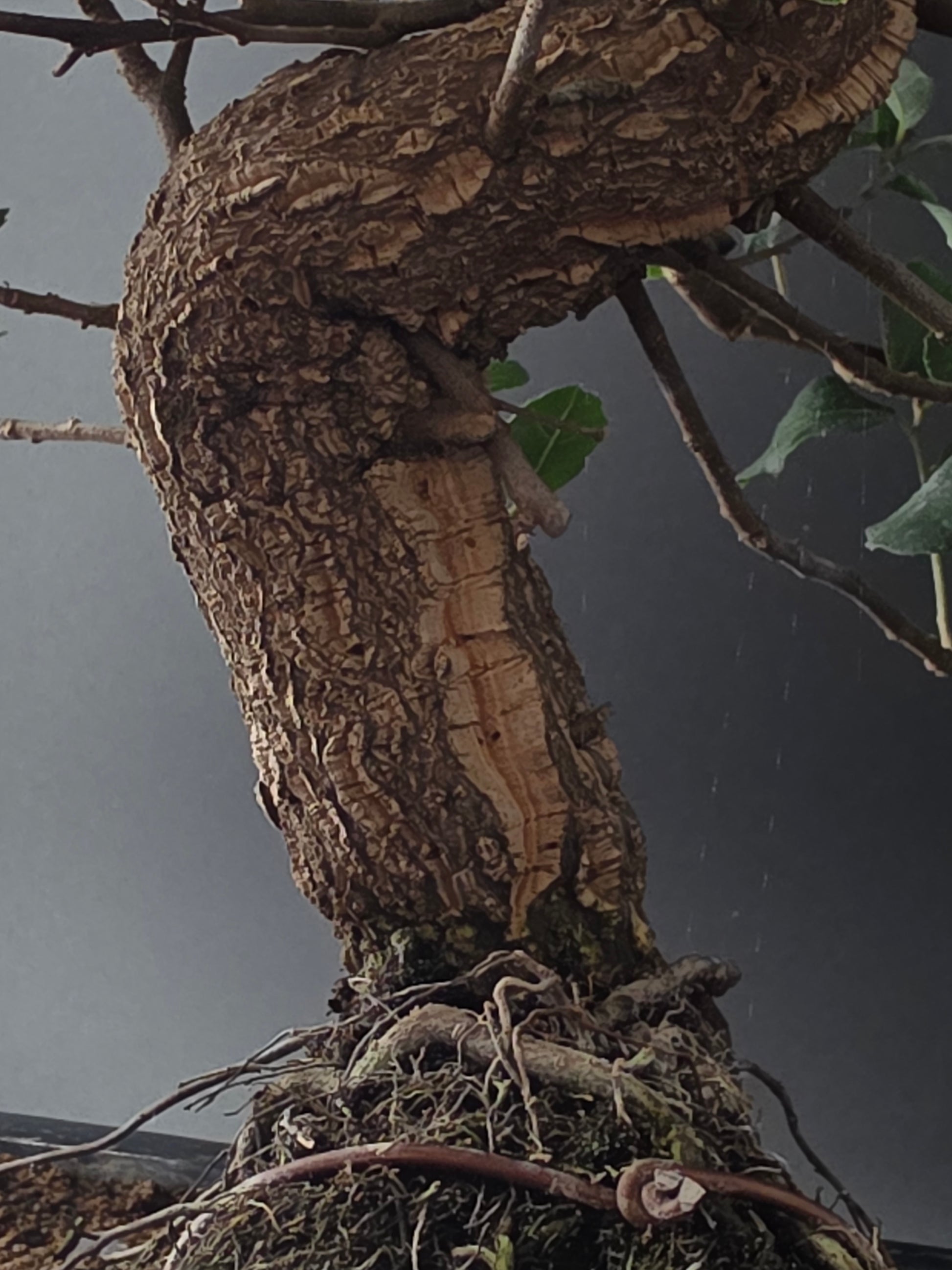 Close-up of the Cork Oak's thick, corky, deeply ridged trunk and exposed roots.