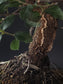 Close-up of the Cork Oak's heavily fissured corky bark and small green leaves.