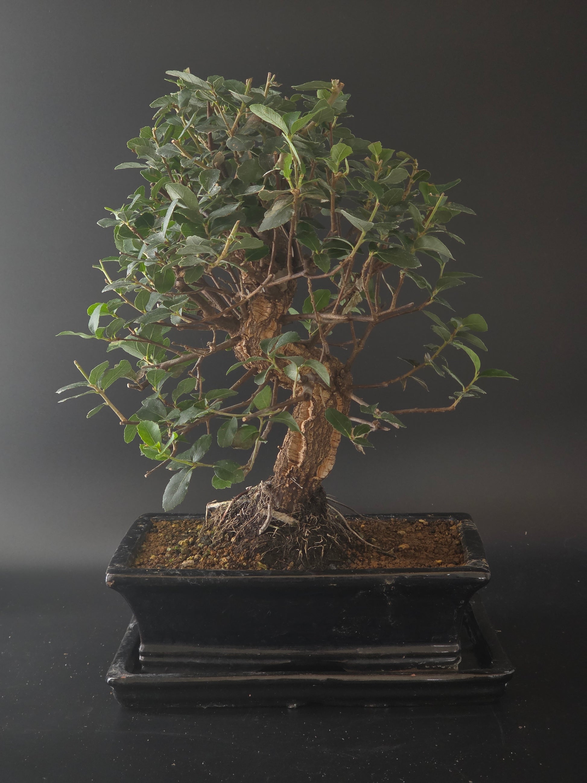 Three-quarter view of the Cork Oak showing its dense canopy and dark rectangular bonsai pot on a tray.
