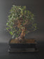 Three-quarter view of the Cork Oak showing its dense canopy and dark rectangular bonsai pot on a tray.
