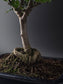 Close-up of the Chinese Pepper's exposed roots and trunk base above the soil in a blue rectangular pot.