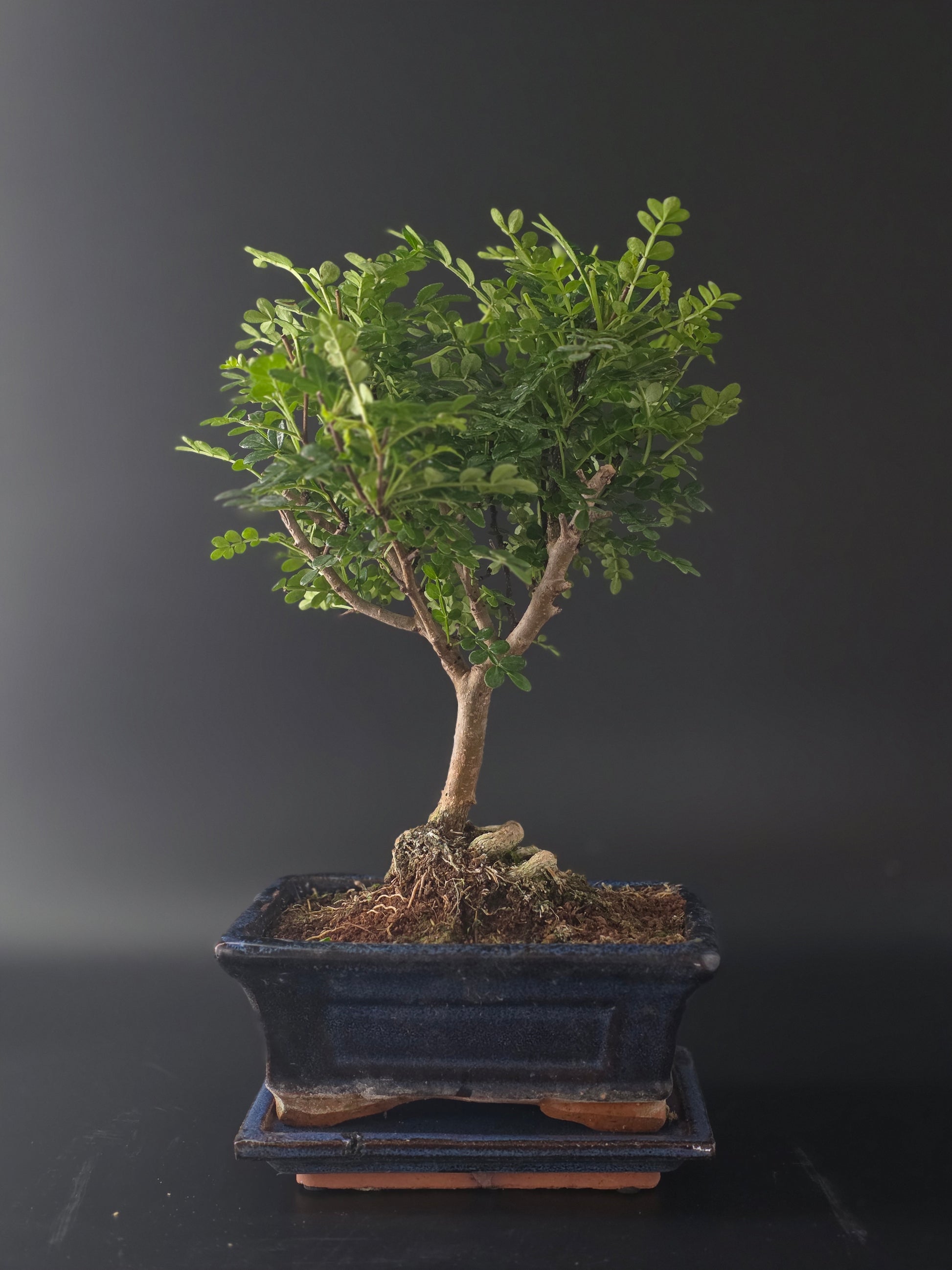 Three-quarter view of the Chinese Pepper showing its fine leaves and blue rectangular pot on a wooden tray.