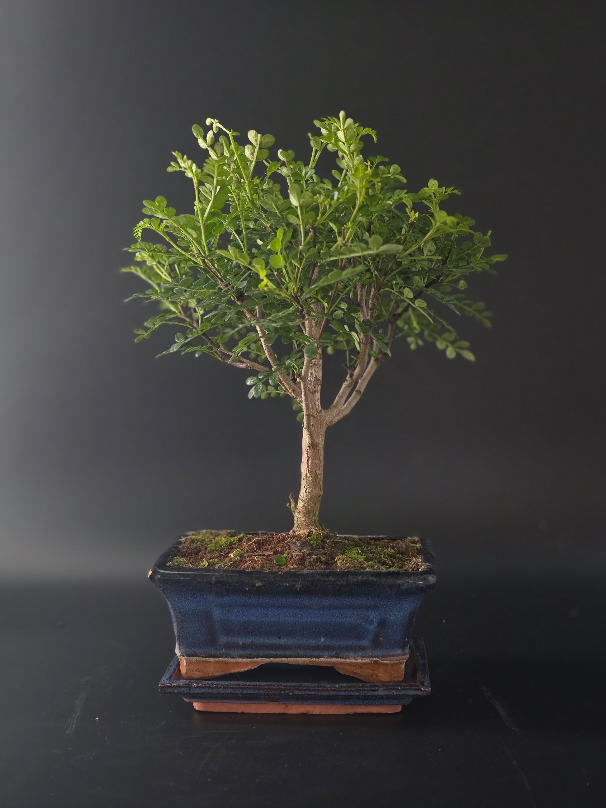 Three-quarter view of the Chinese Pepper showing its fine branching and blue rectangular pot on a tray.