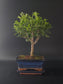 Three-quarter view of the Chinese Pepper showing its fine branching and blue rectangular pot on a tray.