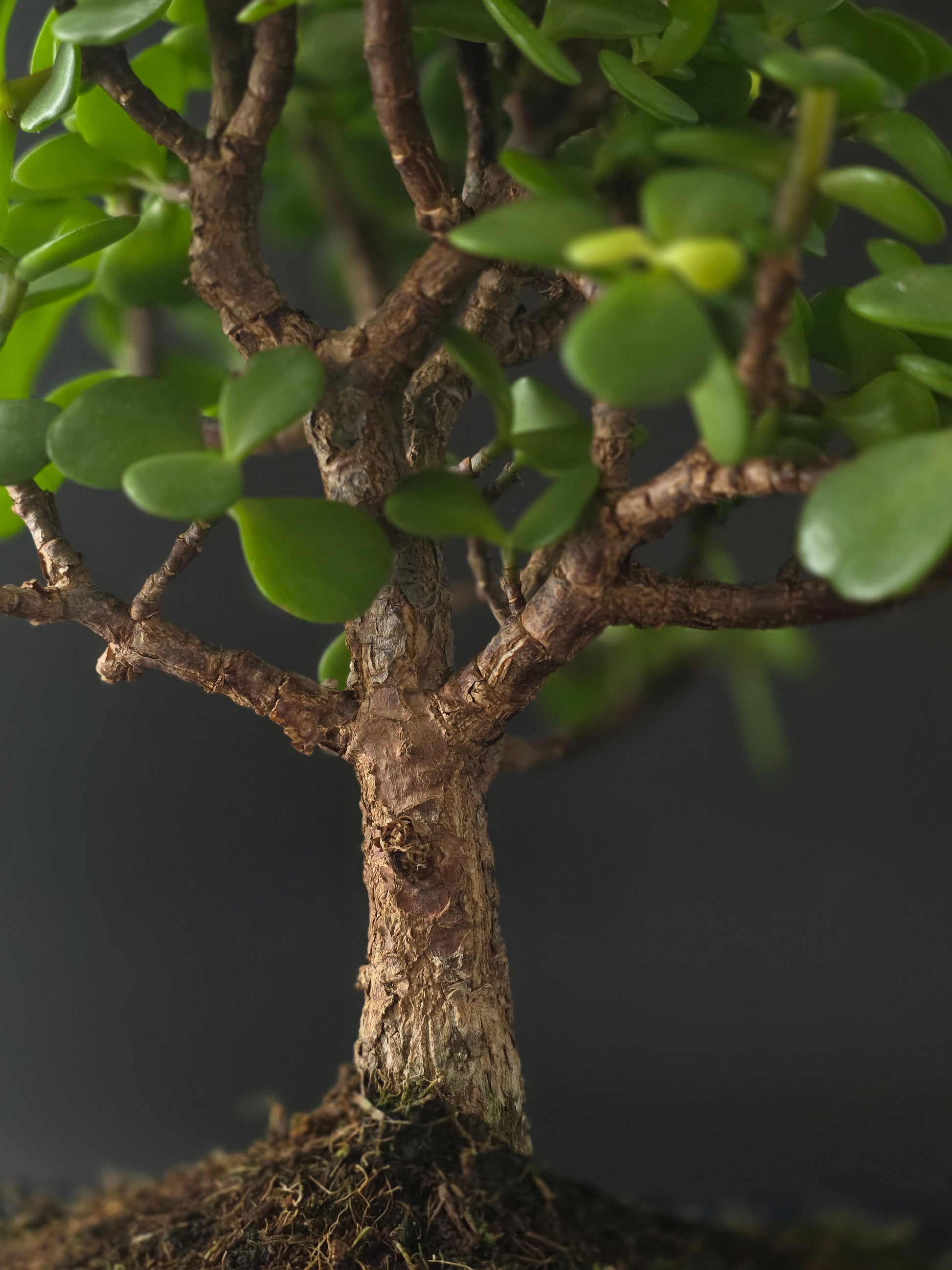 Close-up of the Portulacaria Afra's branching trunk and plump green leaves above the soil.