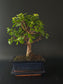 Three-quarter view of the Portulacaria Afra showing its dense rounded foliage and dark blue pot.