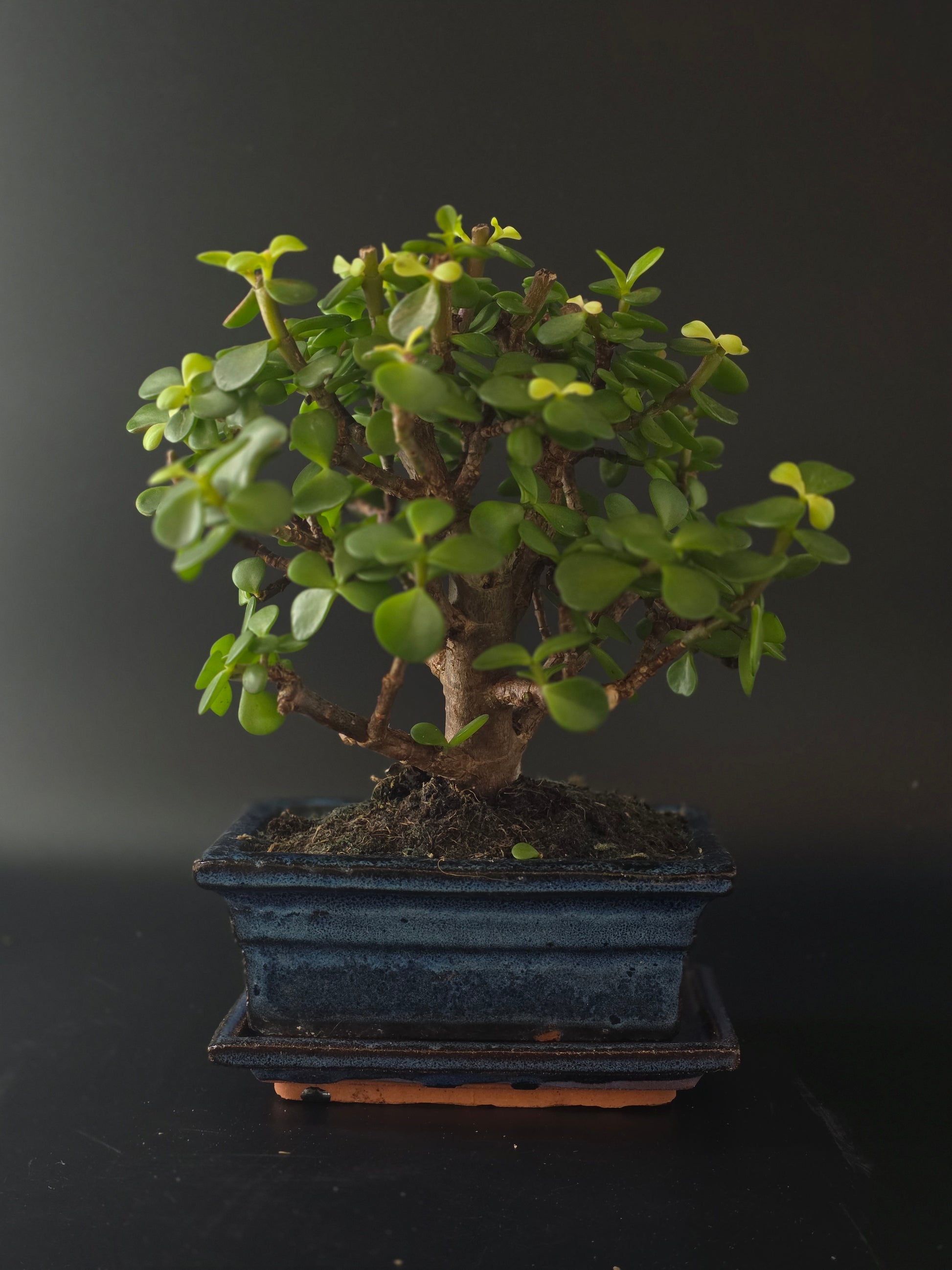 Three-quarter view of the Portulacaria Afra showing its plump leaves on reddish stems and dark blue pot.