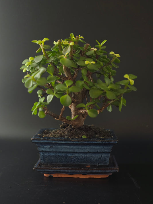 Three-quarter view of the Portulacaria Afra showing its plump leaves on reddish stems and dark blue pot.