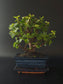 Three-quarter view of the Portulacaria Afra showing its plump leaves on reddish stems and dark blue pot.
