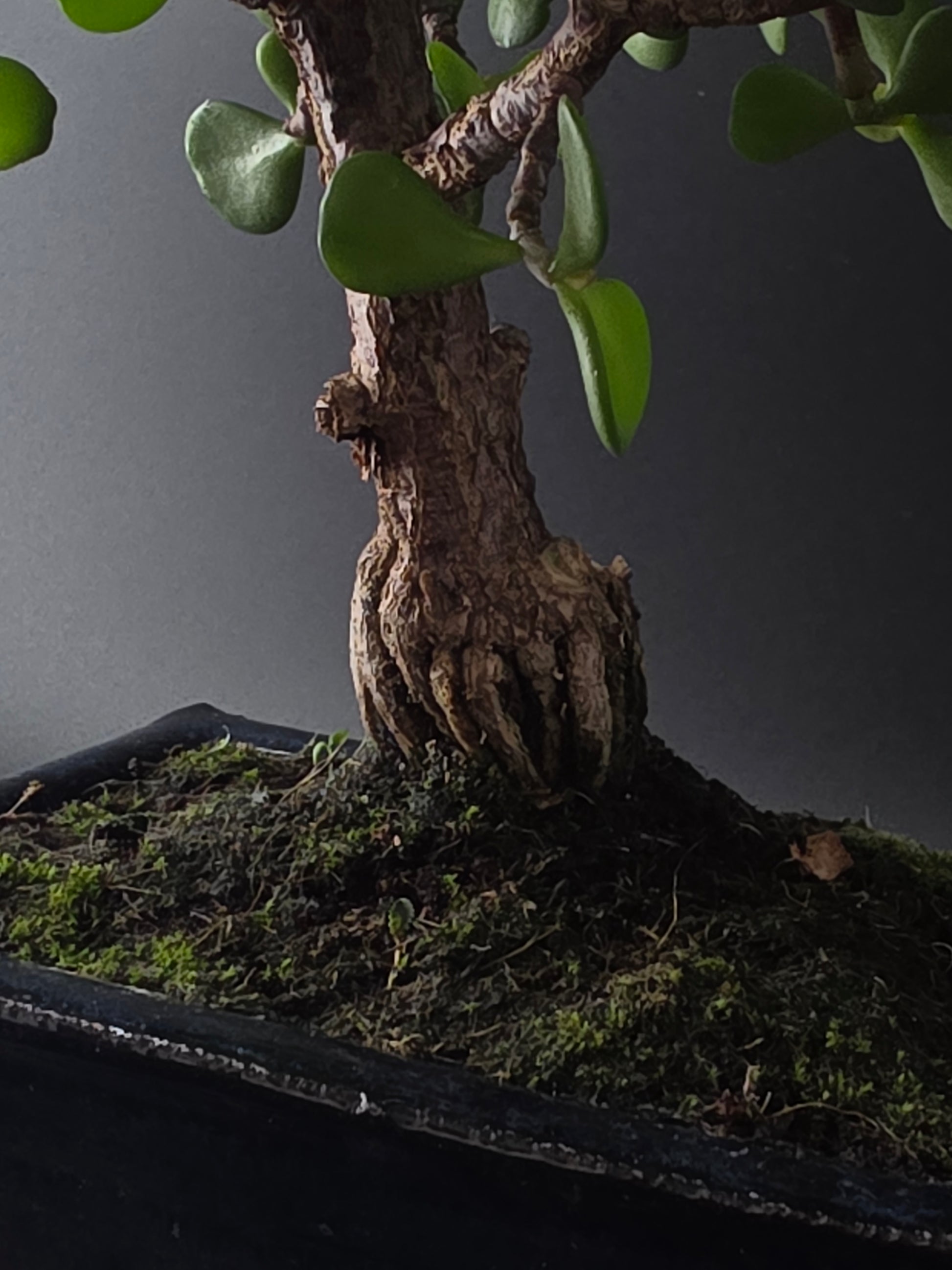 Close-up of the Portulacaria Afra's thick, textured trunk rising from moss-covered soil.