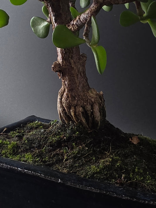 Close-up of the Portulacaria Afra's thick, textured trunk rising from moss-covered soil.